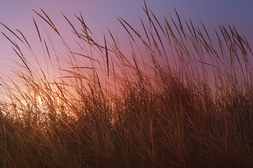 The sun shining through beach grass at sunset.