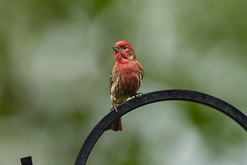 Purple Finch perched.