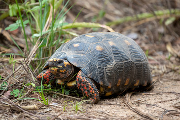 Eine Köhlerschildkröte läuft fressend durch die Vegetation