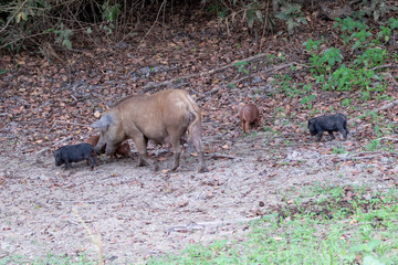Eine Hausschwein Sau mit ihren Ferkeln sucht Futter