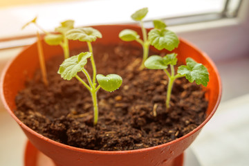 Close-up view of small green sprouts with drops in brown flower pot. Selective focus