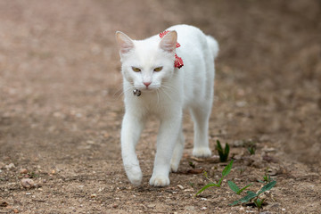 Naklejka na ściany i meble Eine freigestellte weiße Hauskatze mit roter Schleife und Glöckchen um den Hals in der Frontale