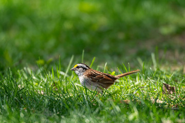 White-throated Sparrow.