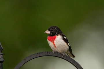 Rose-breasted Grosbeak perched on fence.