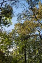 Trees line the water ways of Broken Bow, Oklahoma.