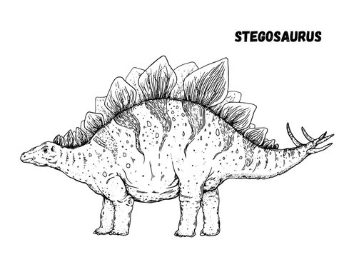 Stegosaurus dinosaur hand drawn sketch. Vector illustration. Herbivorous dinosaur.