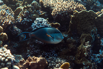 Acanthurus sohal underwater in the ocean of egypt, underwater in the ocean of egypt, Acanthurus sohal underwater photograph underwater photograph,