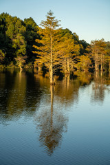 Obraz premium Trees line the water ways of Broken Bow, Oklahoma.