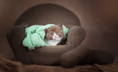Süße Britisch Kurzhaar BKH Kitten in braun sitzen auf dem Sofa