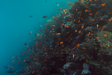 Naklejka na ściany i meble beautiful coral reef under water in the ocean of egypt, underwater photography in egypt