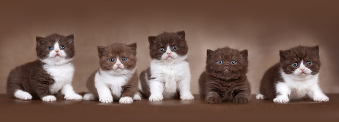 5 BKH Kitten Geschwister in chocolate und cinnamon braun