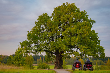 Nature. People on ATVs pulled up to a huge oak tree. Powerful tree. Natural attraction. Summer...