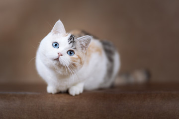 BKH F2 Altay - Ojos Azules Katze getigert - Tabby