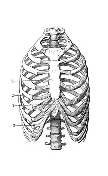 The illustration of the rib cage in the old book die Anatomie, by Fr. Merkel, 1899, Braunschweig