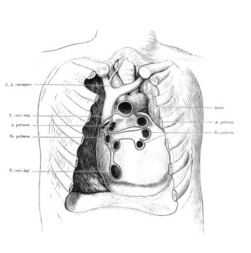 The illustration of the heart with arteries in the rib cage in the old book die Anatomie, by Fr. Merkel, 1899, Braunschweig