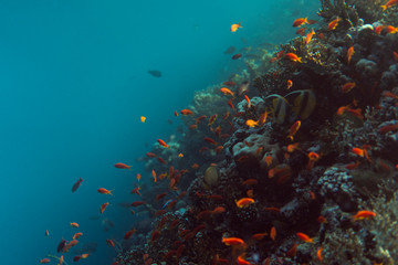 Obraz na płótnie Canvas beautiful coral reef under water in the ocean of egypt, underwater photography in egypt
