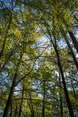 Trees line the water ways of Broken Bow, Oklahoma.