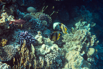 Fototapeta na wymiar Heniochus intermedius underwater in the ocean of egypt, underwater in the ocean of egypt, Heniochus intermedius underwater photograph underwater photograph,