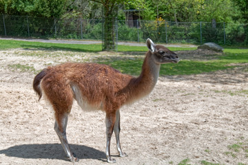 A photo of a lonely llama.