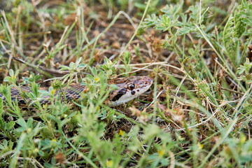 Macro close up Great Plains Rat Snake (Pantherophis emoryi)