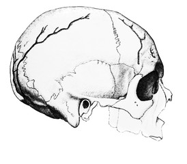 The illustration of the cover of the skull in the old book die Anatomie, by Fr. Merkel, 1885,...