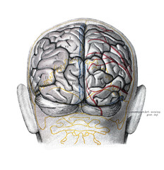 The illustration of the brain with its shells from the back view in the old book die Anatomie, by...