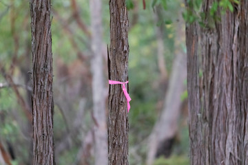 Rural Fire Service hazard reduction burning pink ribbon on a tree