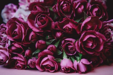 Pink roses on pink background