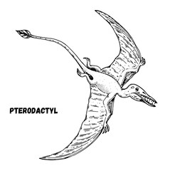 Pterodactylus dinosaur hand drawn sketch. Vector illustration. Carnivorous dinosaur © vidimages