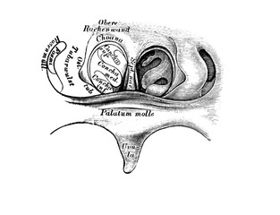 The illustration of the front throat wall from behind in the old book die Anatomie des Menschen, by...