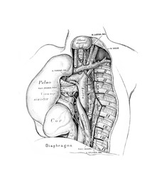 The illustration of posterior medial spaceThe left lung and heart are turned to the right in the...