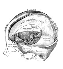 The illustration of the extensions of the hard meninges in the old book die Anatomie des Menschen,...