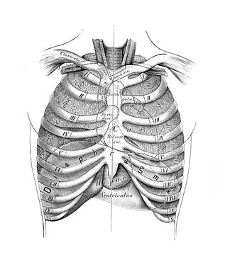 The illustration of thorax with ribs in the old book die Anatomie des Menschen, by C. Heitzmann, 1875, Wien