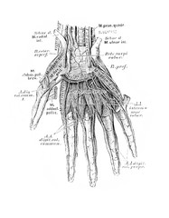 The illustration of veins and arteries on the arm in the old book die Anatomie des Menschen, by C....