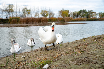 Obraz premium Swans on a river
