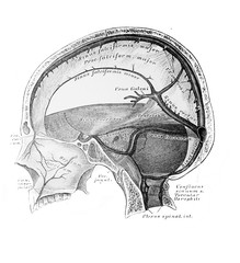The illustration of the blood vessels of the hard meninges in the old book die Anatomie des...