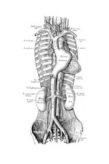 The illustration of course and branching of the abdominal veins and arteries in the old book die...