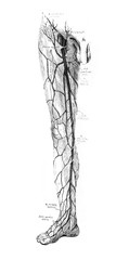 The illustration of the arteries on leg in the old book die Anatomie des Menschen, by C. Heitzmann,...