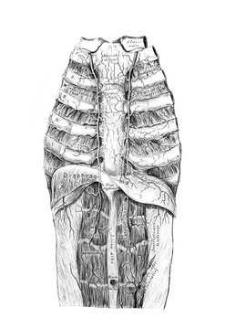 The illustration of course and branching of the descending breast aorta in the old book die Anatomie des Menschen, by C. Heitzmann, 1875, Wien