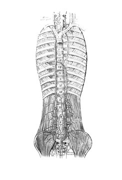 The illustration of veins on the spine in the old book die Anatomie des Menschen, by C. Heitzmann, 1875, Wien