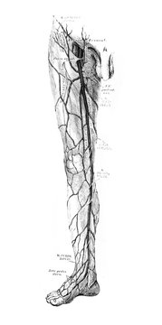 The illustration of the arteries on leg in the old book die Anatomie des Menschen, by C. Heitzmann, 1875, Wien