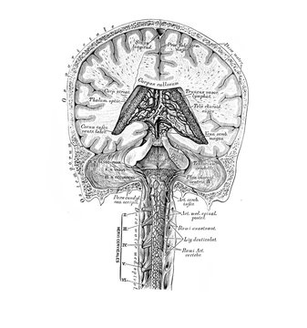 The illustration of the blood and lymphatic vessels of the brain and spinal cord in the old book die Anatomie des Menschen, by C. Heitzmann, 1875, Wien