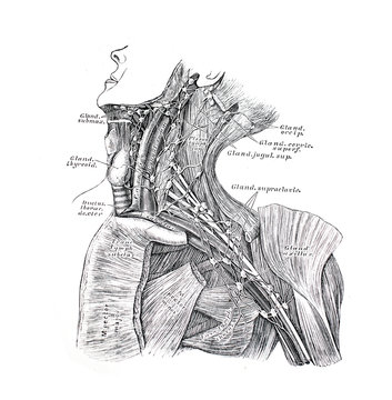 The illustration of arteries and lymph nodes of the neck and shoulders in the old book die Anatomie des Menschen, by C. Heitzmann, 1875, Wien