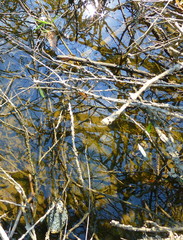 Close-up photo of a surface of shallow water covered with branches and plants