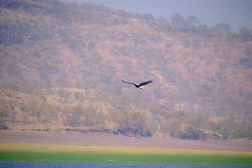 Fish eagle at Lake Kariba, Zimbabwe