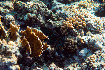 Anampses lineatus underwater in the ocean of egypt, underwater in the ocean of egypt, Anampses lineatus underwater photograph underwater photograph,