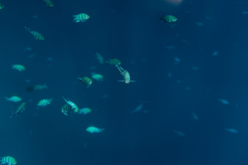 Obraz na płótnie Canvas Abudefduf sexfasciatus underwater in the ocean of egypt, underwater in the ocean of egypt, Abudefduf sexfasciatus underwater photograph underwater photograph,
