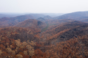 Severely burnt Eucalyptus trees after a bushfire in The Blue Mountains