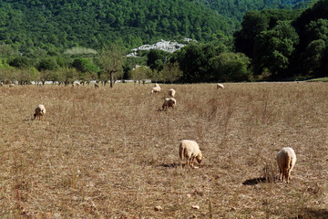 herd of sheep