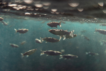 Mugil cephalus fish under the surface of the egypt ocean